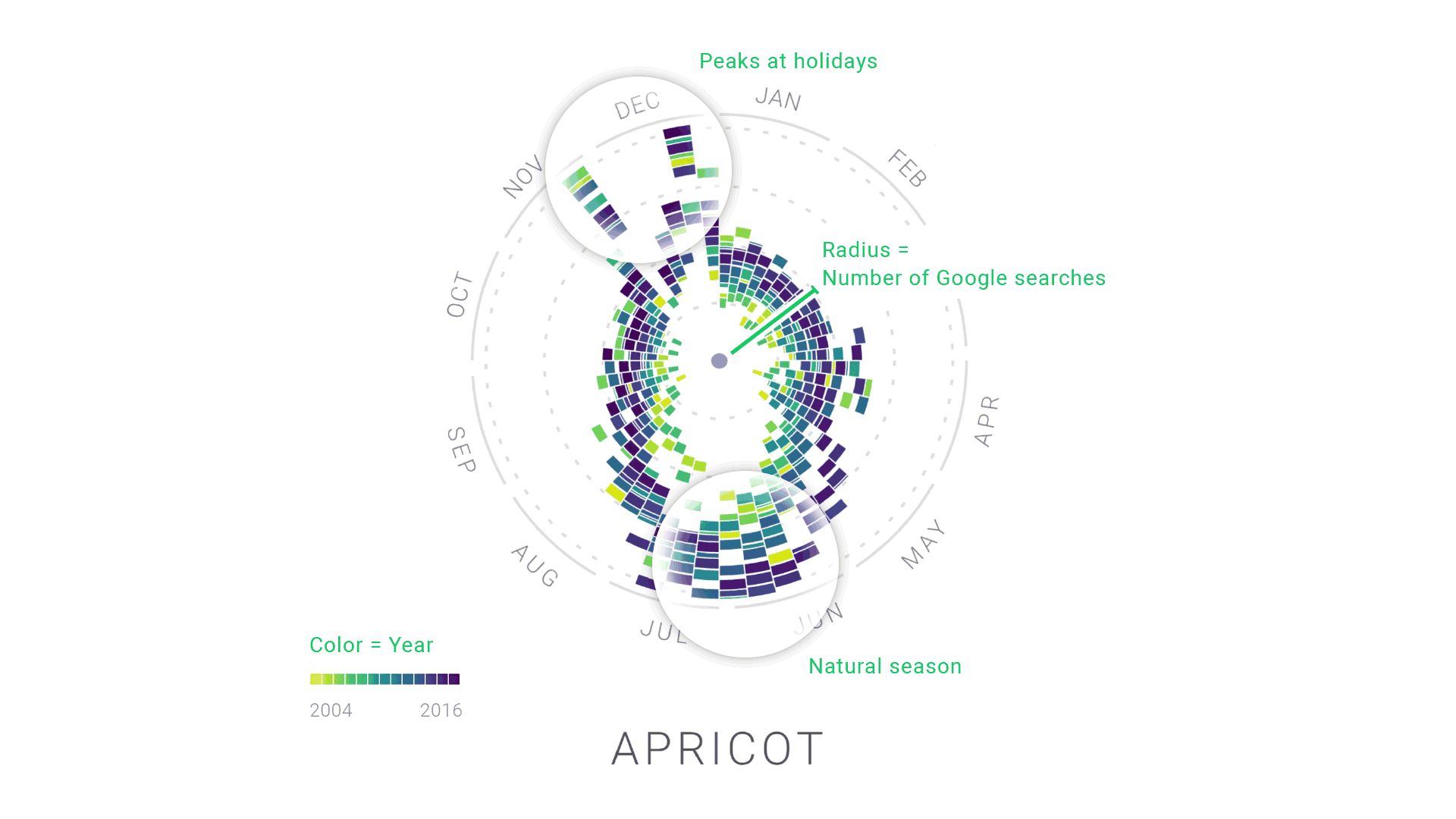 Annotated radial year-clock chart of Google searches for apricot, with radius as search volume and color as year