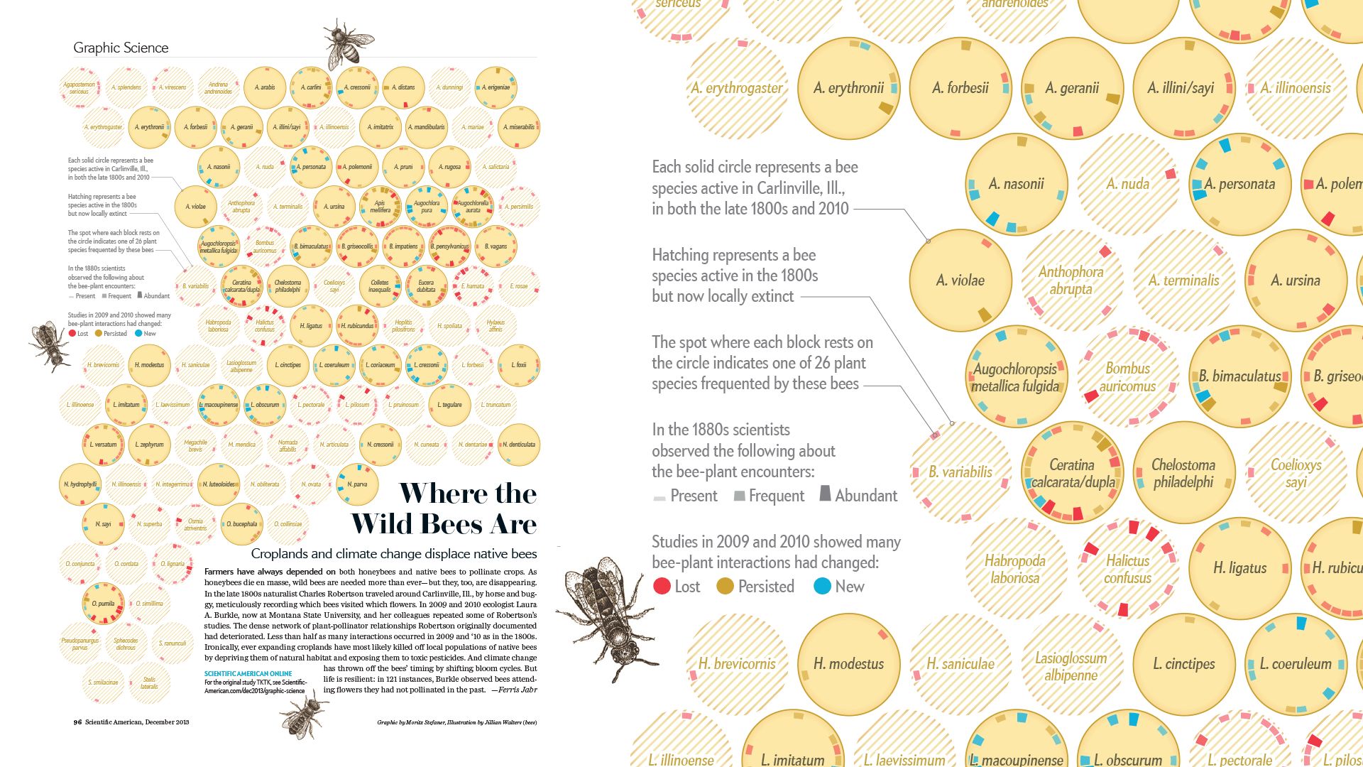 Full Scientific American spread of Where the Wild Bees Are, a grid of circles for each bee species around Carlinville, Illinois