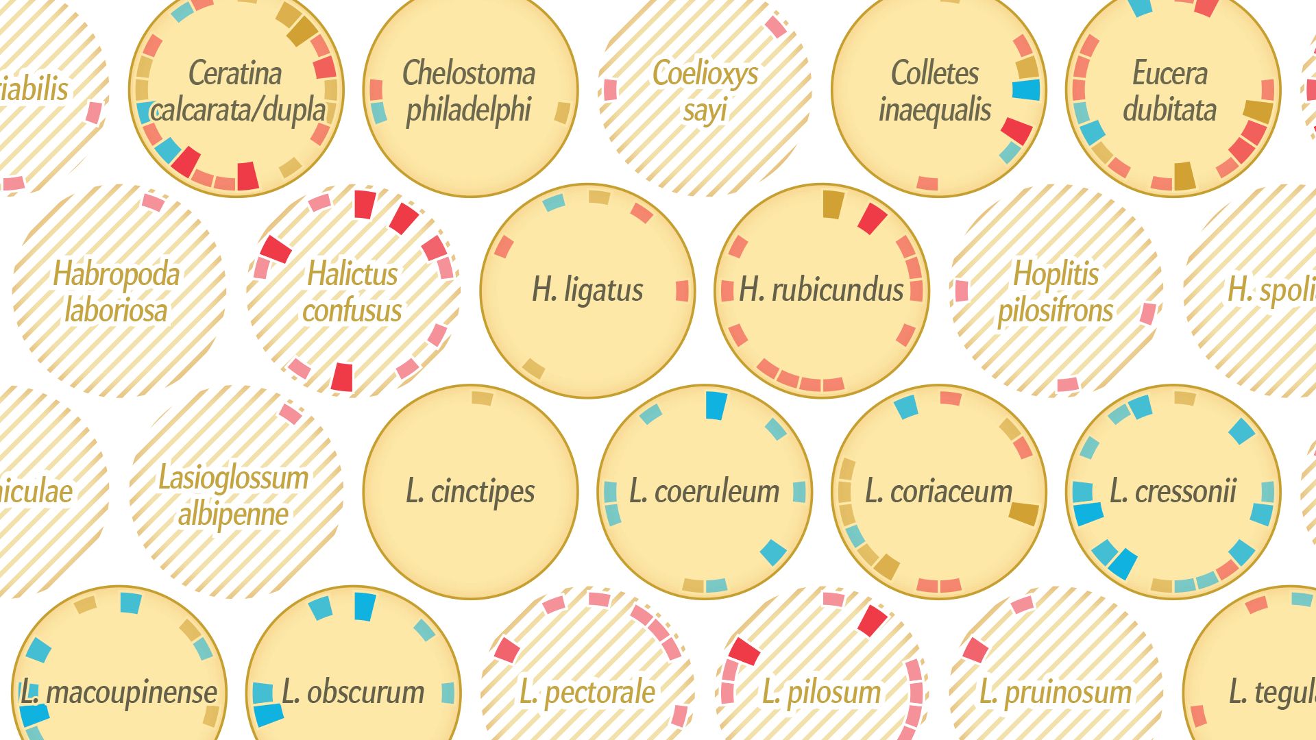 Detail of the bee-species circles, each ringed with colored blocks marking plant interactions lost, persisted or newly formed
