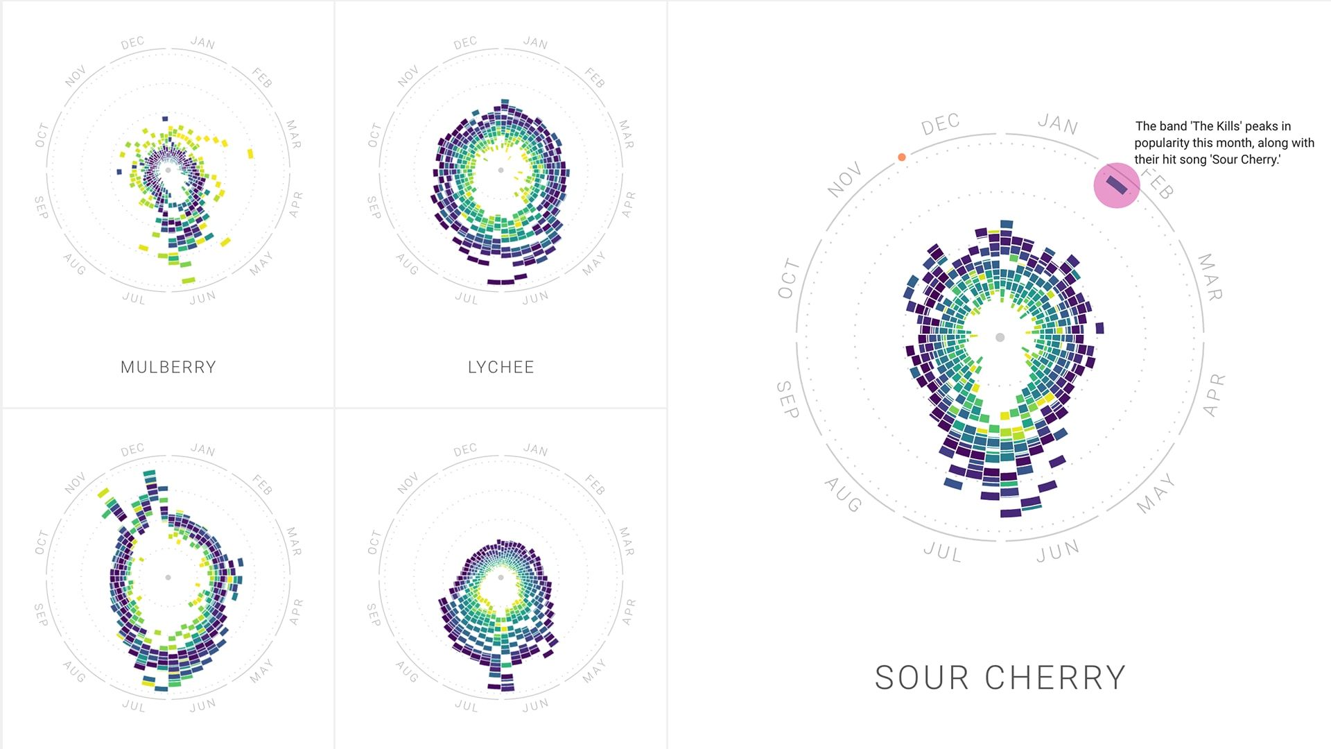 Radial year-clock charts of search seasonality for mulberry, lychee and an annotated sour cherry