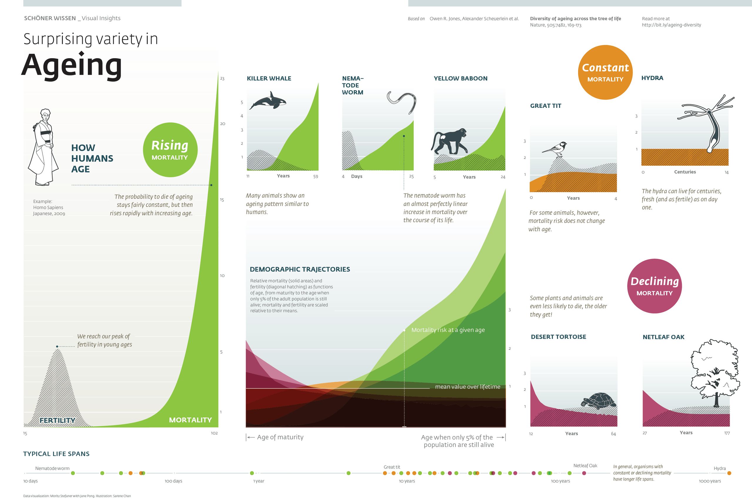 Ageing infographic showing how mortality risk changes with age for humans and nine other species across the tree of life