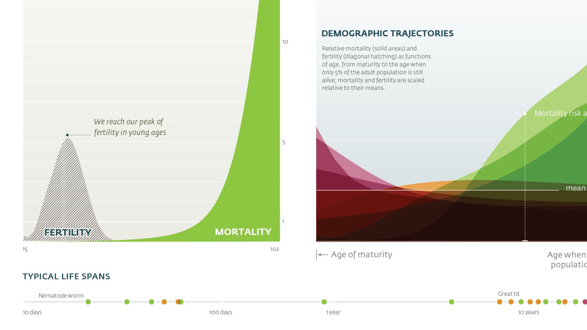 Detail of human mortality rising steeply with age while fertility peaks young, beside overlaid demographic trajectory curves